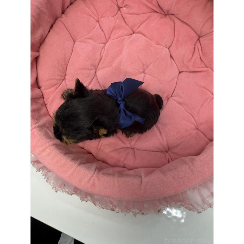 販売中の山梨県のヨークシャーテリア-456535の2枚目