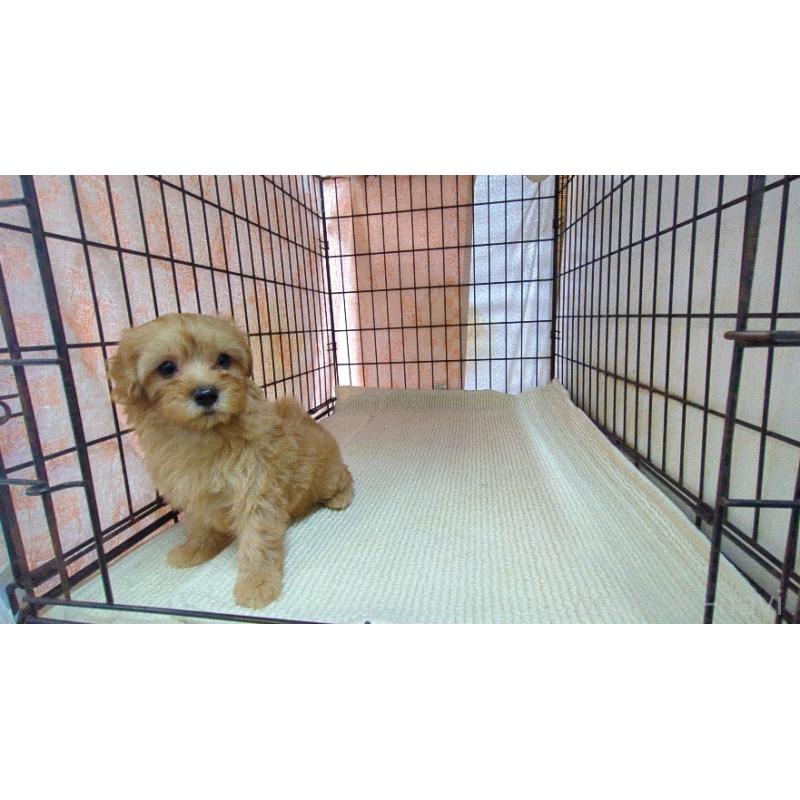 販売中の茨城県のマルプー:マルチーズ×トイプードル-456544の6枚目