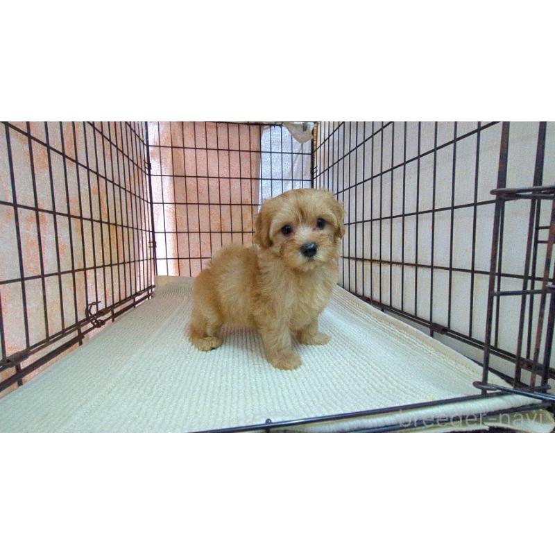 販売中の茨城県のマルプー:マルチーズ×トイプードル-456544の5枚目