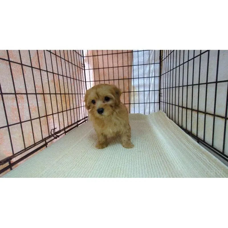 販売中の茨城県のマルプー:マルチーズ×トイプードル-456544の4枚目