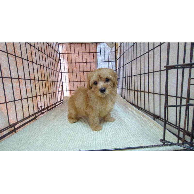 販売中の茨城県のマルプー:マルチーズ×トイプードル-456544の3枚目