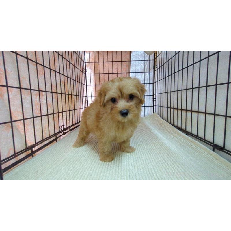 販売中の茨城県のマルプー:マルチーズ×トイプードル-456544の2枚目