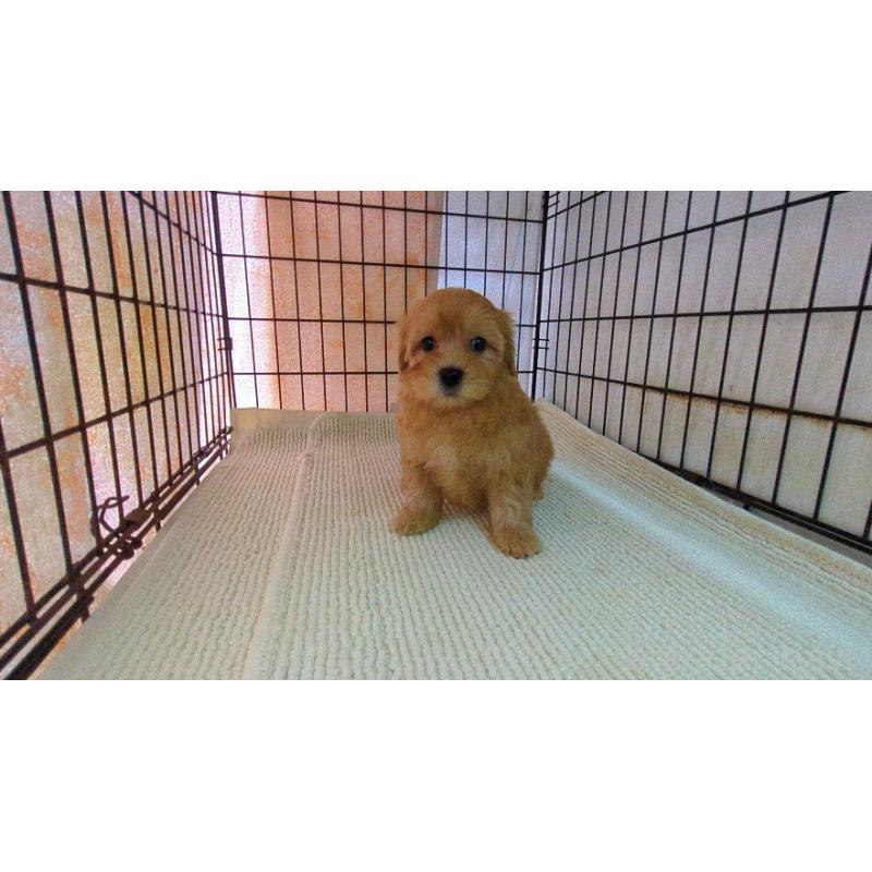 販売中の茨城県のマルプー:マルチーズ×トイプードル-456546の6枚目