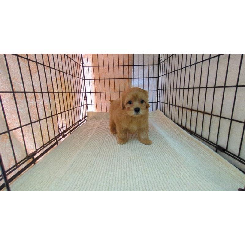 販売中の茨城県のマルプー:マルチーズ×トイプードル-456546の5枚目