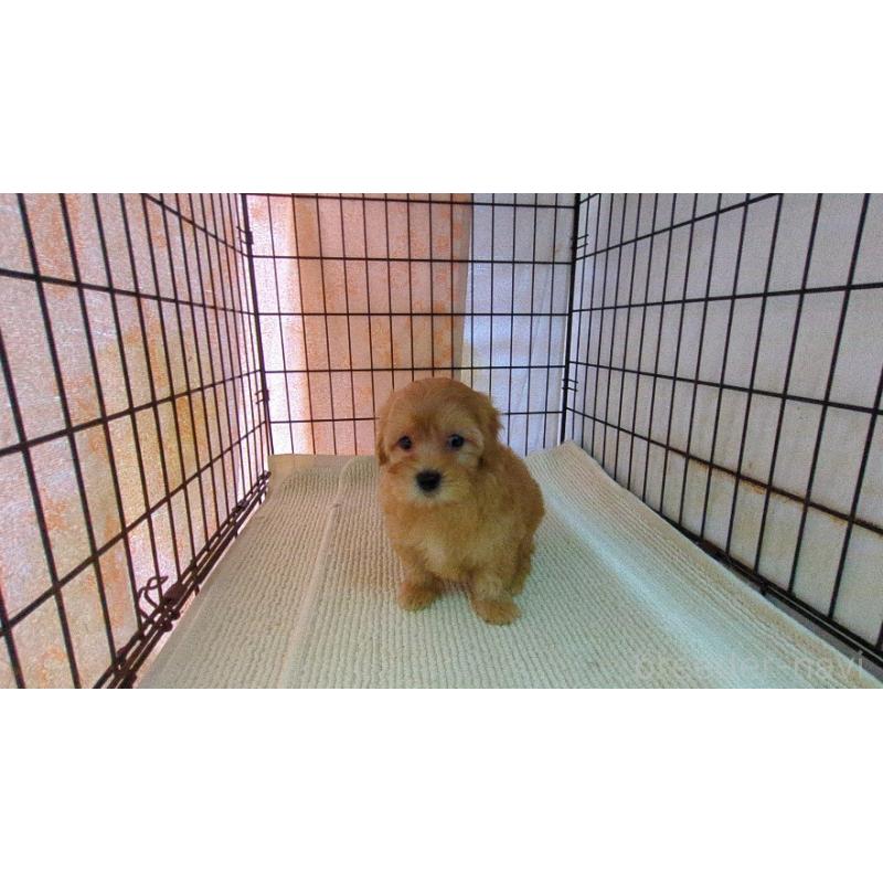 販売中の茨城県のマルプー:マルチーズ×トイプードル-456546の4枚目