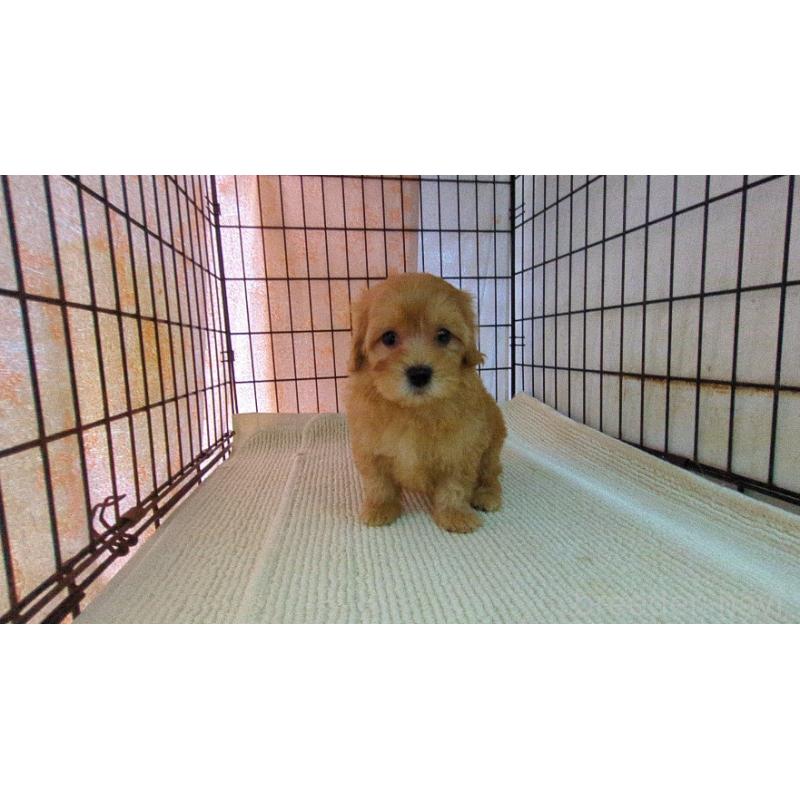 販売中の茨城県のマルプー:マルチーズ×トイプードル-456546の3枚目