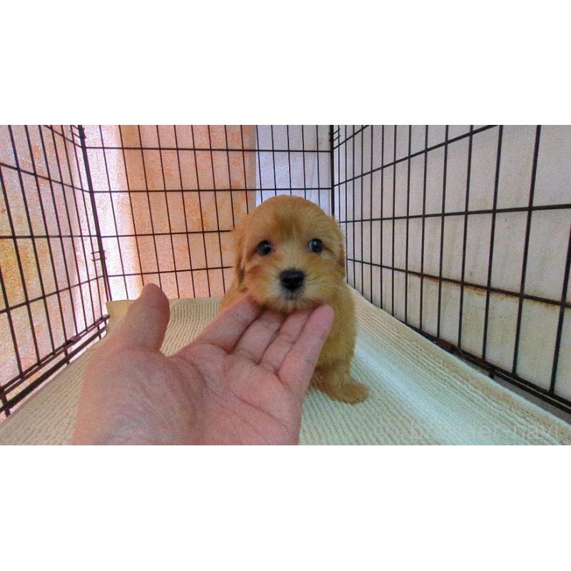 販売中の茨城県のマルプー:マルチーズ×トイプードル-456546の2枚目