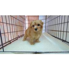 ♀︎マルプー:マルチーズ×トイプードル