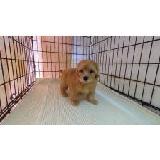 オンライン見学