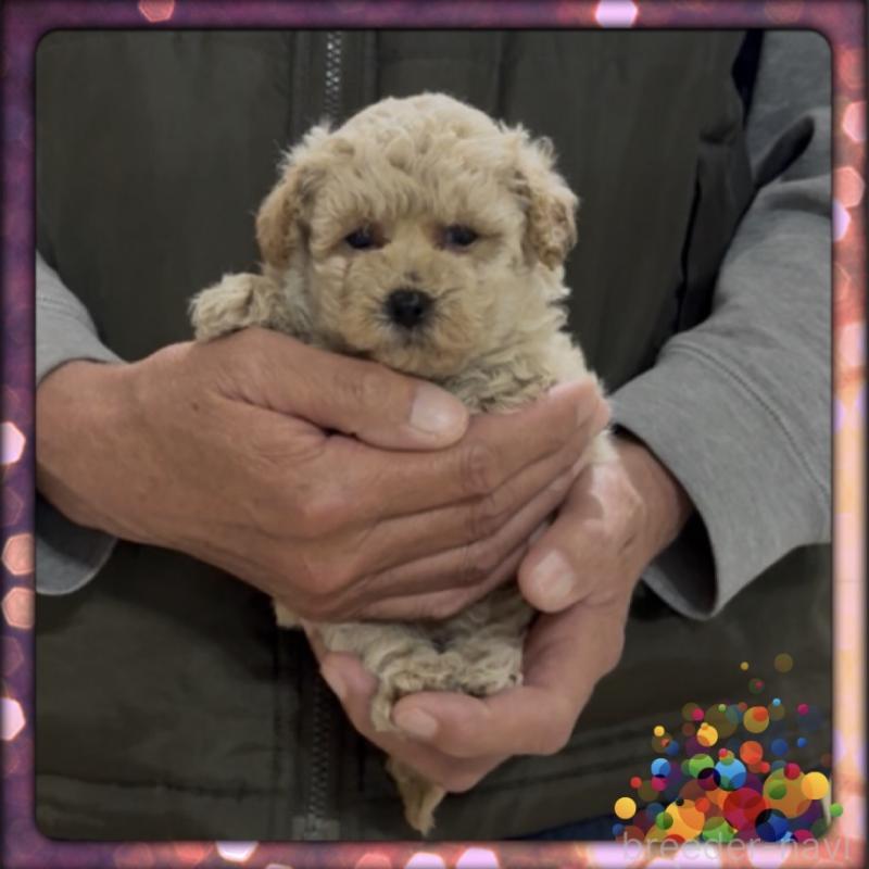 販売中の兵庫県のタイニープードル-455713