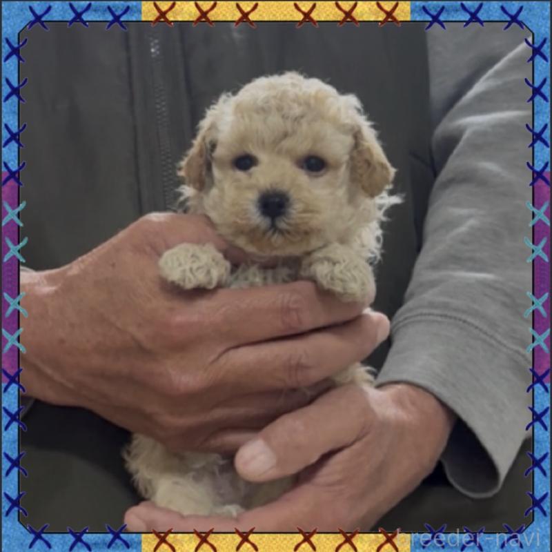 販売中の兵庫県のタイニープードル-455710