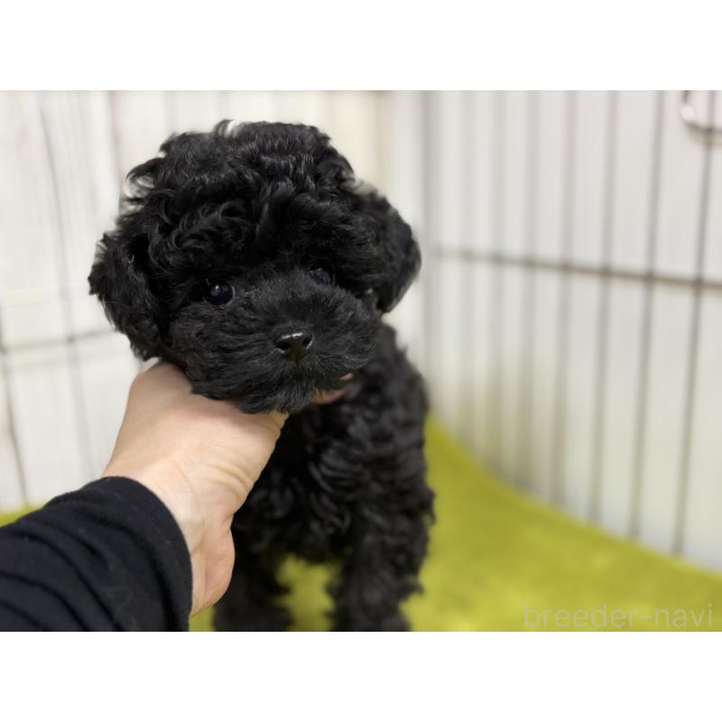 販売中の鹿児島県のタイニープードル-456548の5枚目