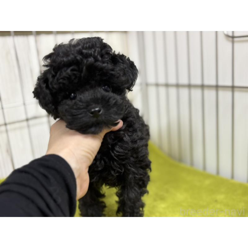 販売中の鹿児島県のタイニープードル-456548の3枚目