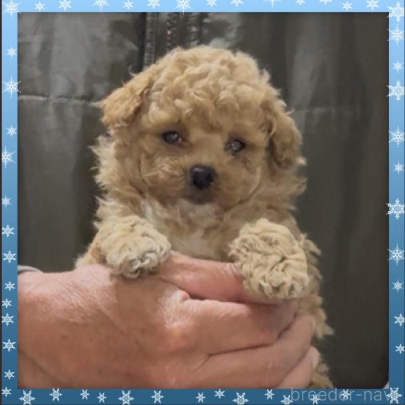 販売中の兵庫県のタイニープードル-455577