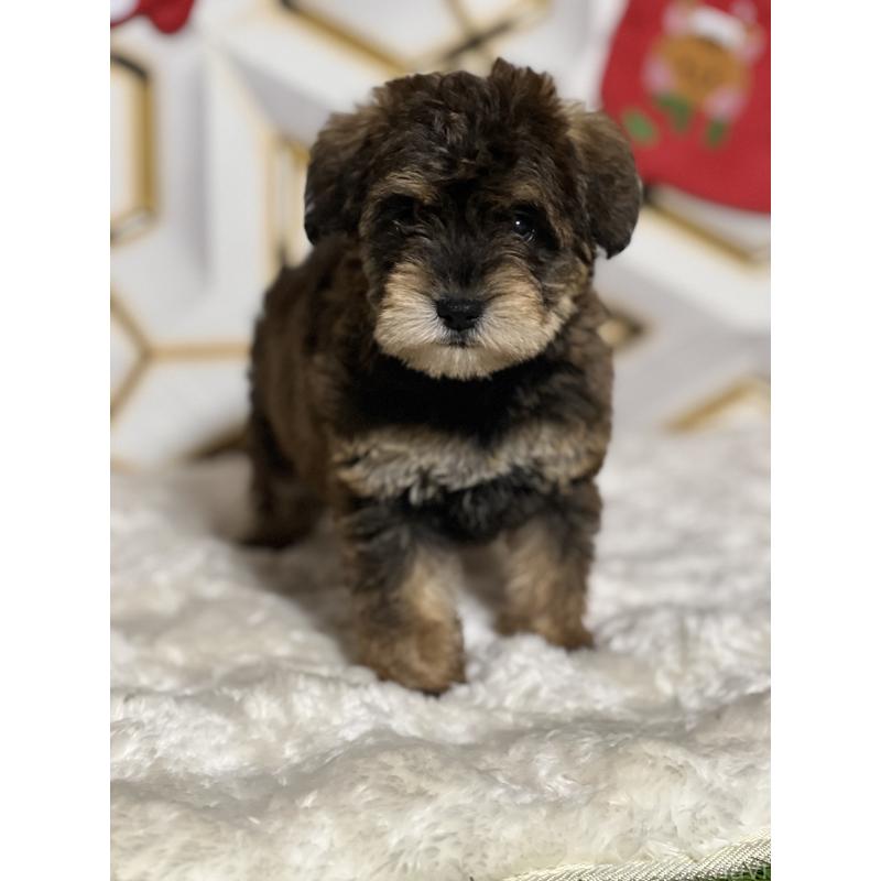 ♀︎ミックス犬