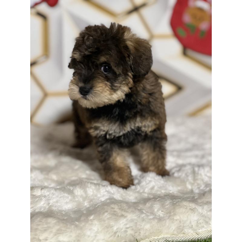 商談中の静岡県のミックス犬-456549の4枚目