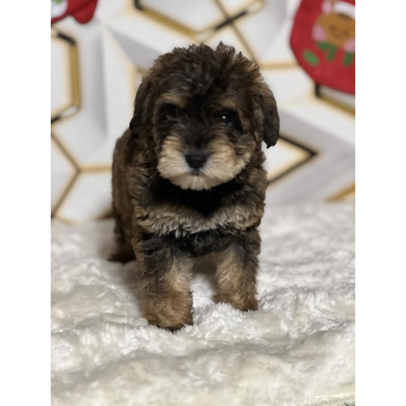 商談中の静岡県のミックス犬-456549の3枚目