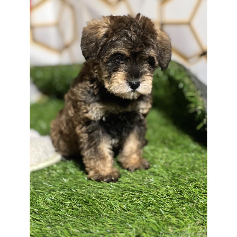 商談中の静岡県のミックス犬-456549の2枚目