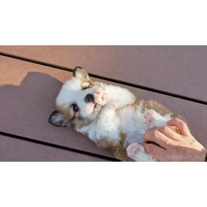 販売中の千葉県のウェルシュコーギーペンブローク-456550の5枚目