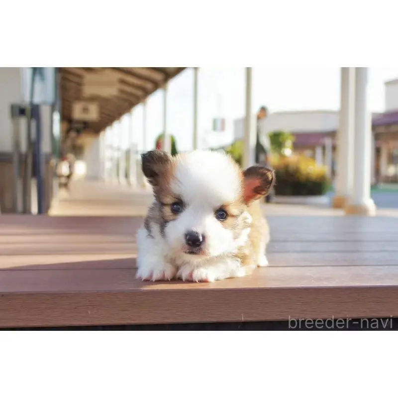 販売中の千葉県のウェルシュコーギーペンブローク-456550の4枚目