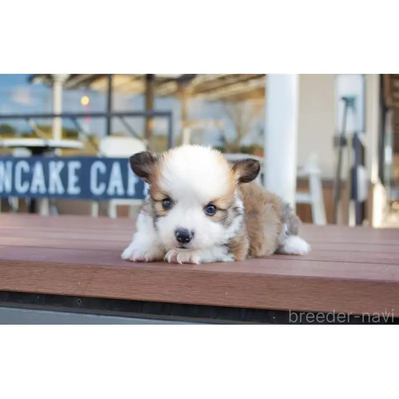 販売中の千葉県のウェルシュコーギーペンブローク-456550の3枚目