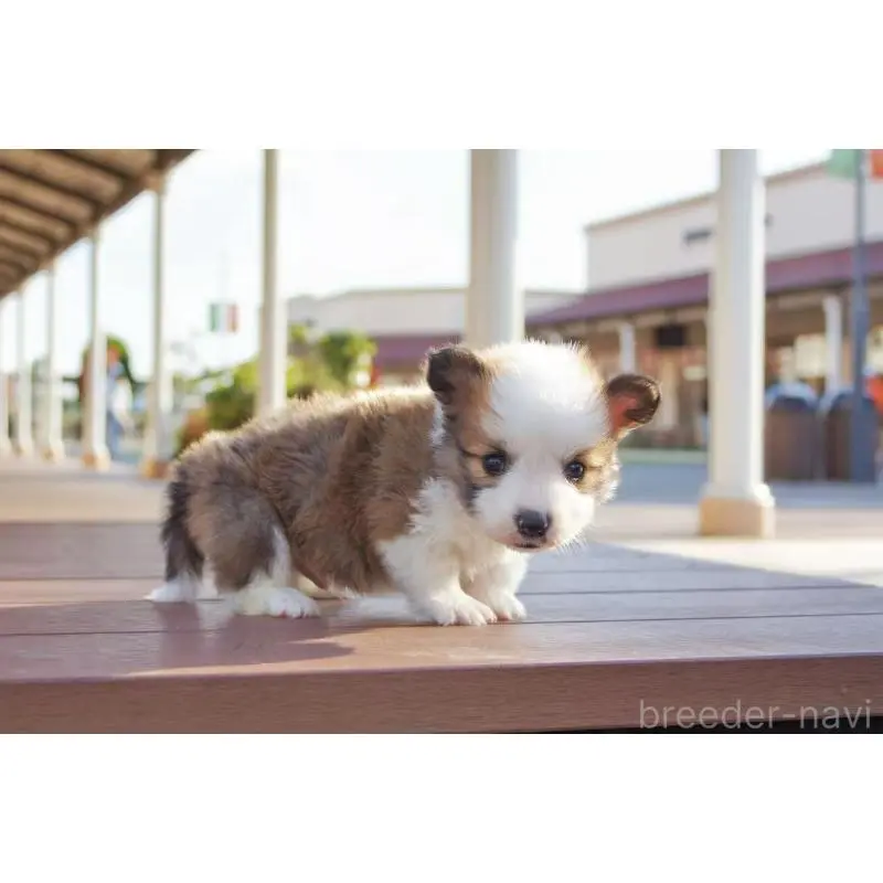 販売中の千葉県のウェルシュコーギーペンブローク-456550の2枚目