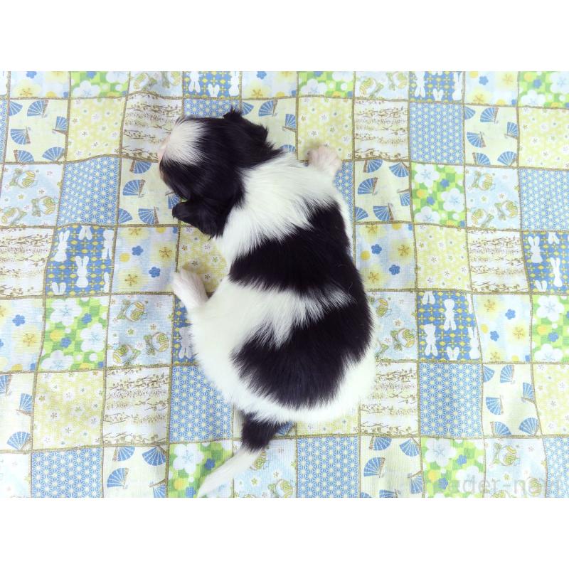 販売中の千葉県のパピヨン-456551の6枚目