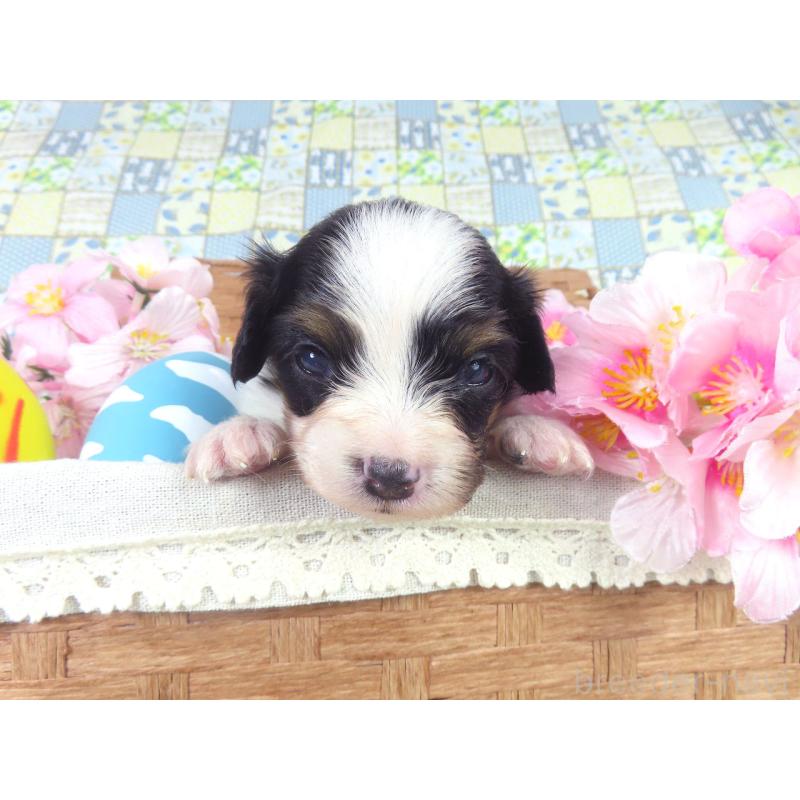 販売中の千葉県のパピヨン-456551の5枚目