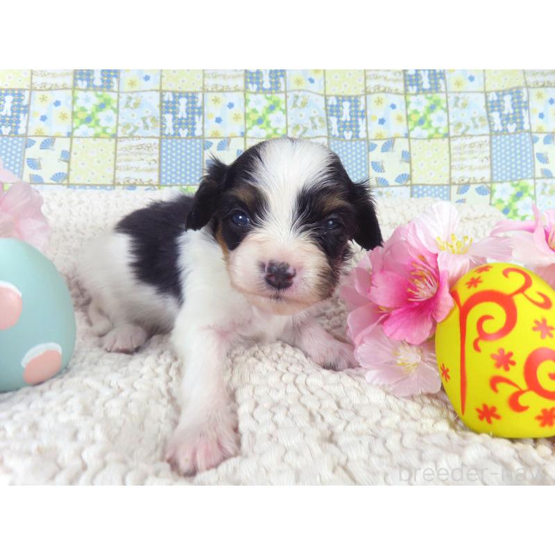 販売中の千葉県のパピヨン-456551の4枚目