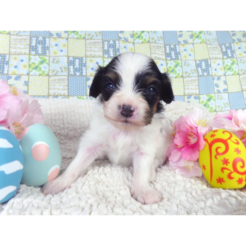 販売中の千葉県のパピヨン-456551の3枚目