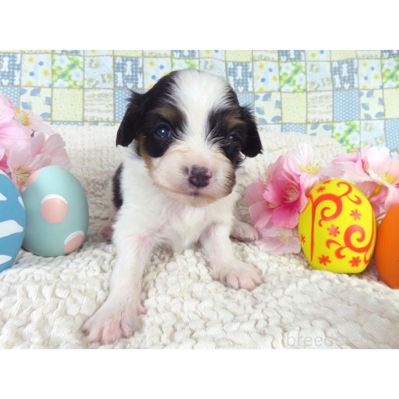 販売中の千葉県のパピヨン-456551の2枚目