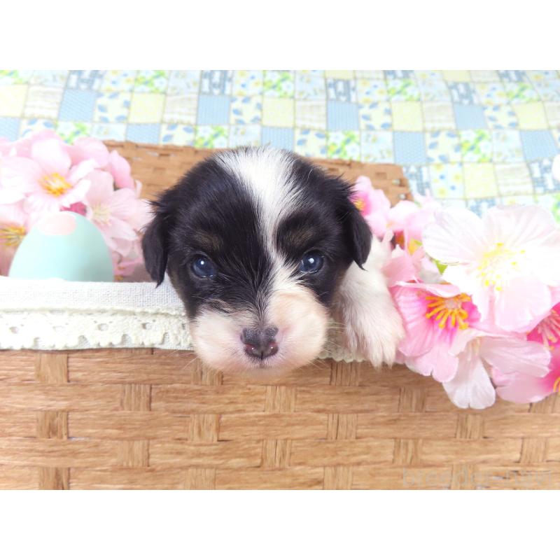 販売中の千葉県のパピヨン-456552の4枚目