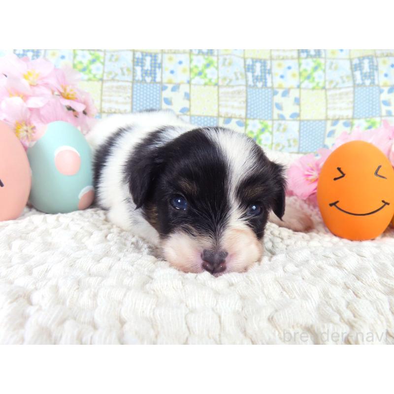 販売中の千葉県のパピヨン-456552の3枚目