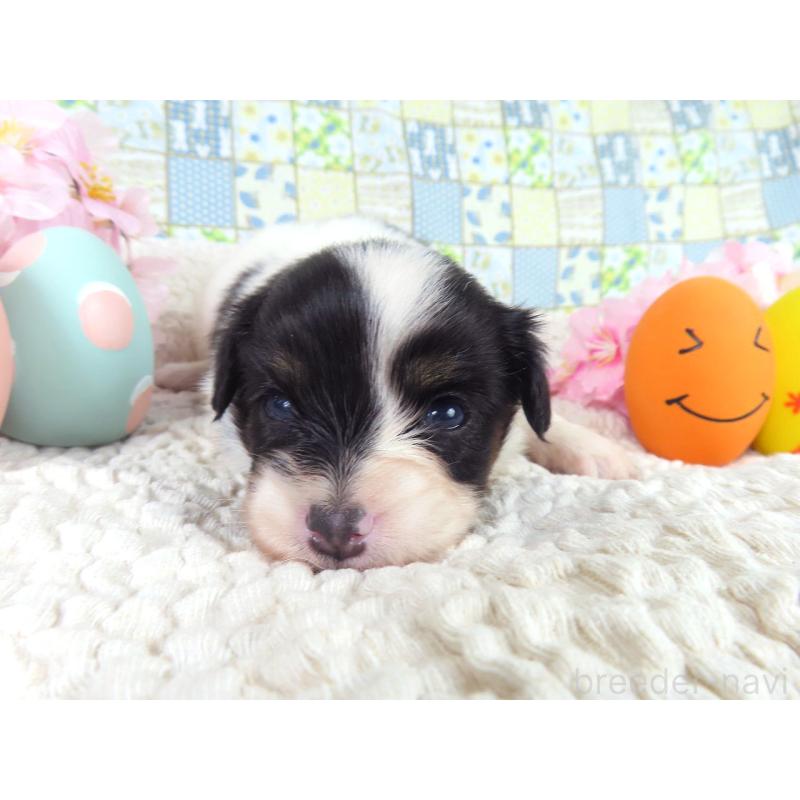 販売中の千葉県のパピヨン-456552の2枚目