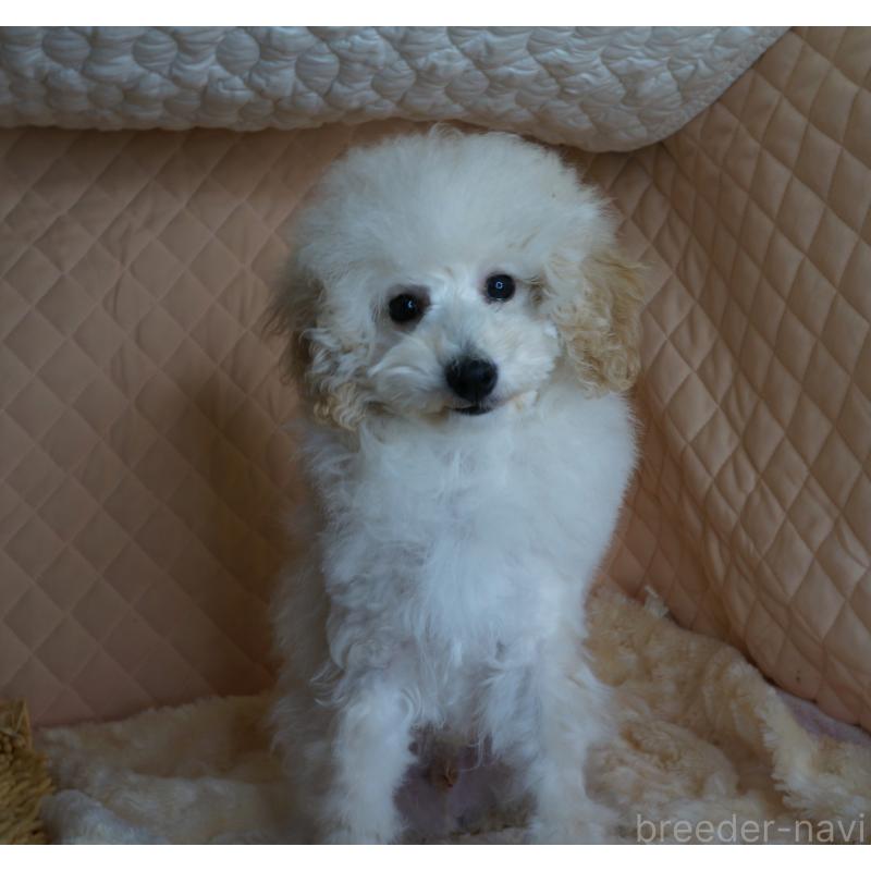 販売中の大阪府のトイプードル-440591