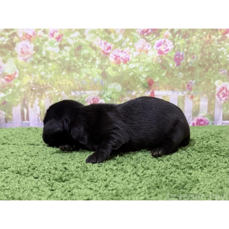 販売中の埼玉県のミニチュアダックスフンド(ロングヘアード)-456553の3枚目