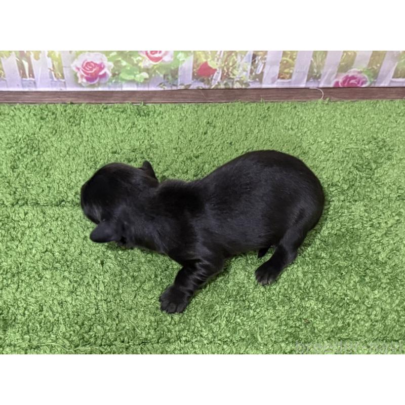 販売中の埼玉県のミニチュアダックスフンド(ロングヘアード)-456553の2枚目