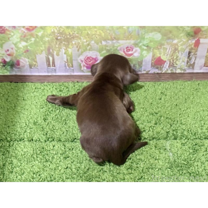 販売中の埼玉県のミニチュアダックスフンド(ロングヘアード)-456554の3枚目