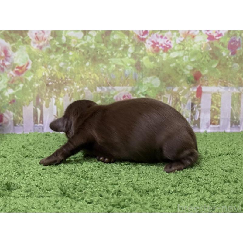 販売中の埼玉県のミニチュアダックスフンド(ロングヘアード)-456554の2枚目