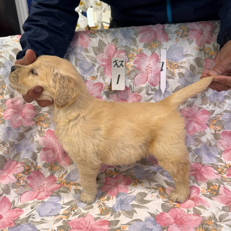 販売中の福岡県のゴールデンレトリーバー-456555の6枚目