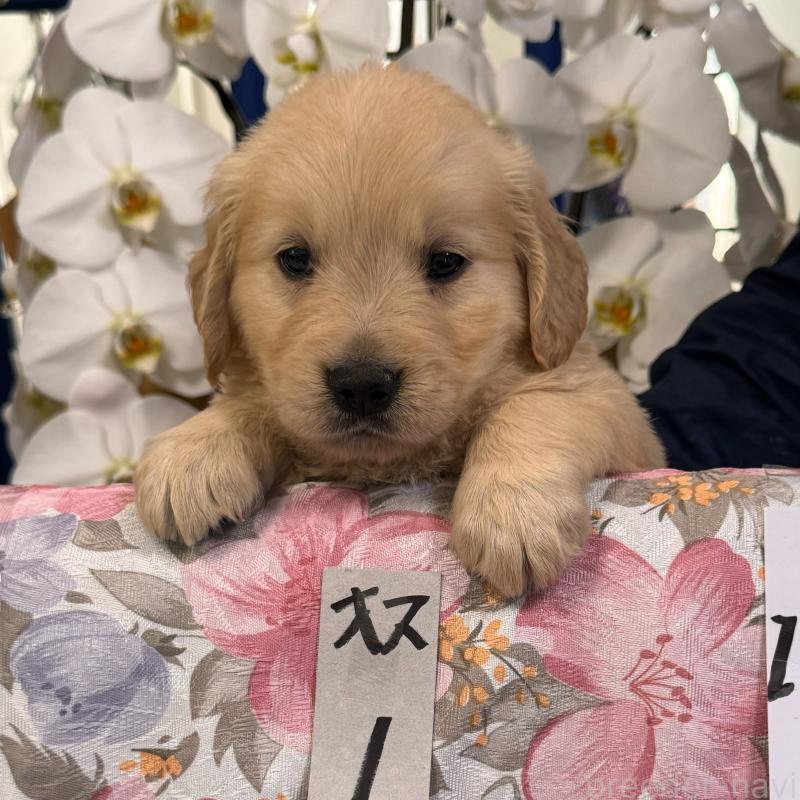 販売中の福岡県のゴールデンレトリーバー-456555の5枚目