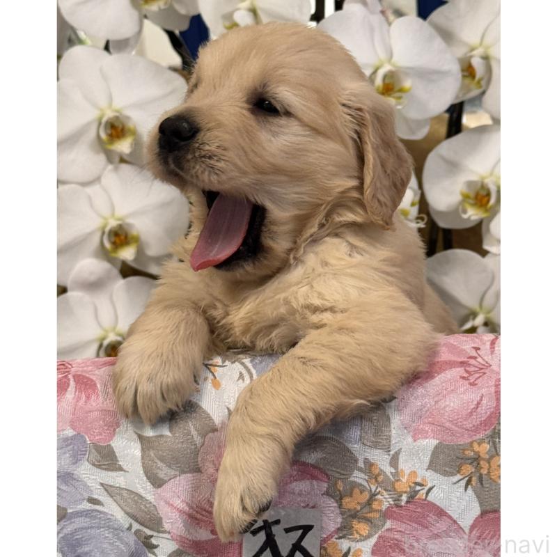 販売中の福岡県のゴールデンレトリーバー-456555の4枚目