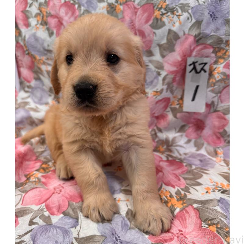 販売中の福岡県のゴールデンレトリーバー-456555の3枚目