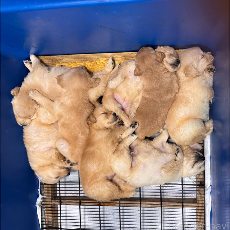 販売中の福岡県のゴールデンレトリーバー-456555の2枚目