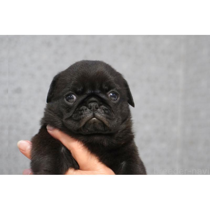 販売中の東京都のパグ-456556の9枚目