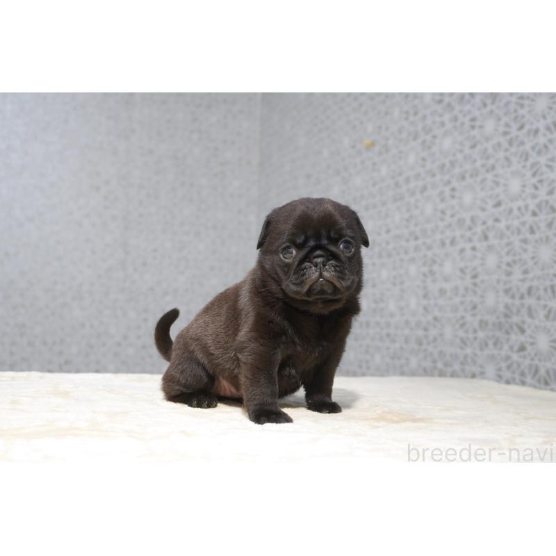 販売中の東京都のパグ-456556の8枚目