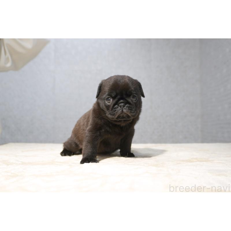 販売中の東京都のパグ-456556の7枚目