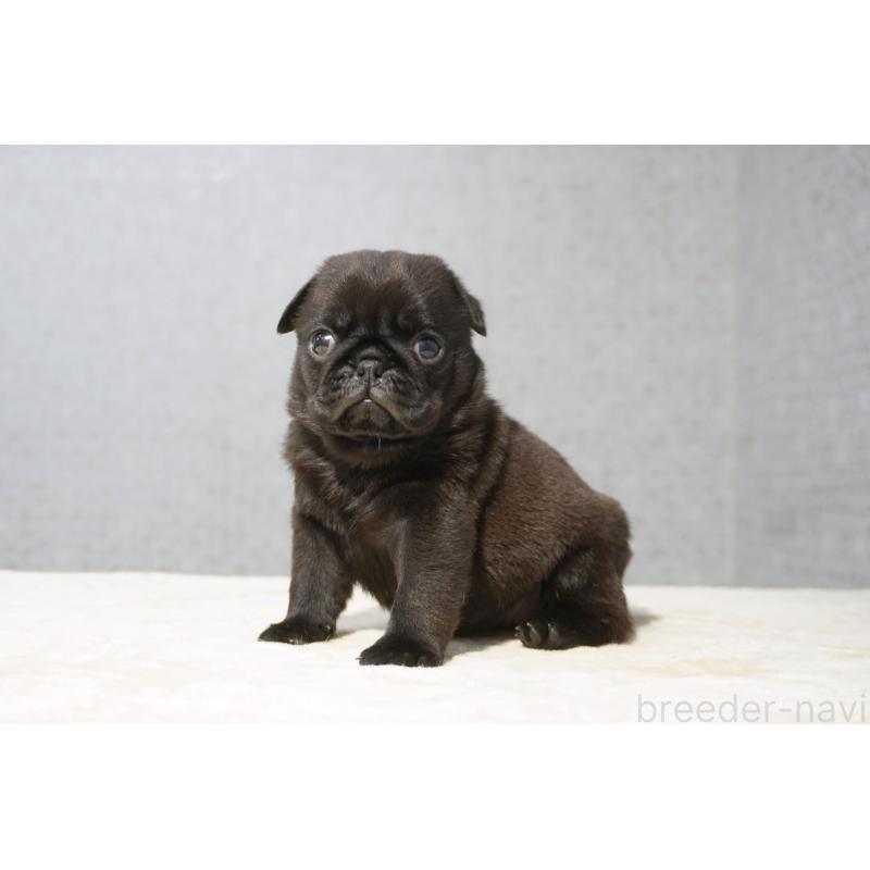 販売中の東京都のパグ-456556の6枚目