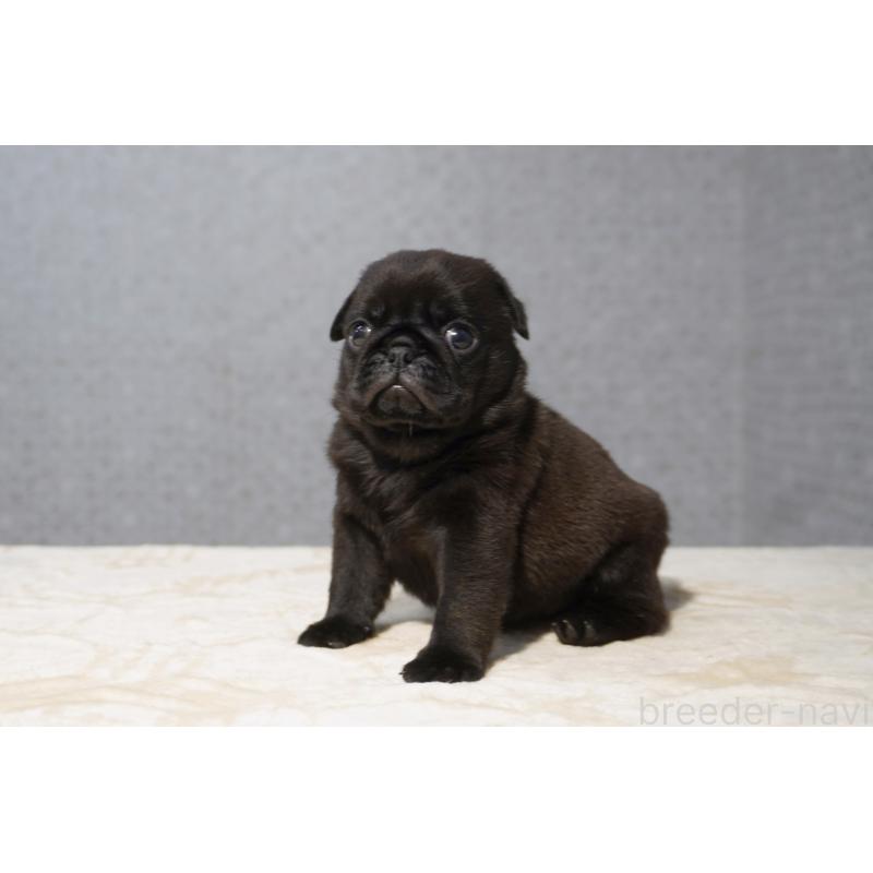 販売中の東京都のパグ-456556の5枚目