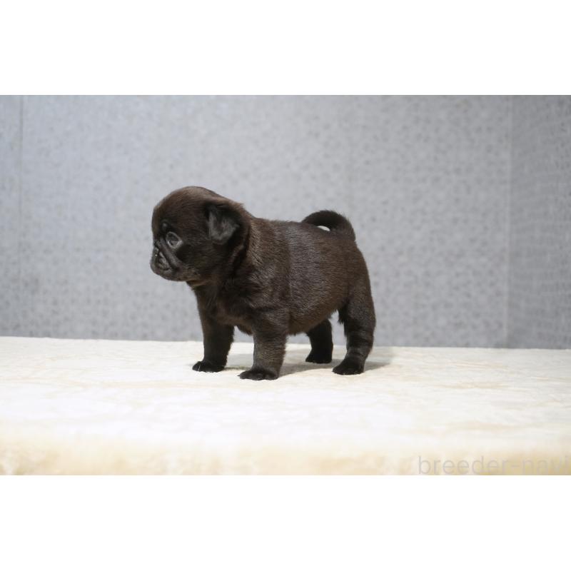 販売中の東京都のパグ-456556の4枚目